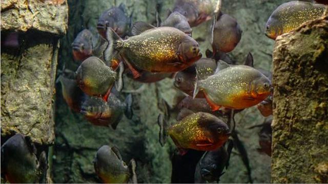 ikan piranha (pixabay)