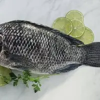 Ikan Tilapia. (REGAL SPRINGS)