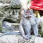 Monkey Forest Ubud (sumber: pesona.travel)