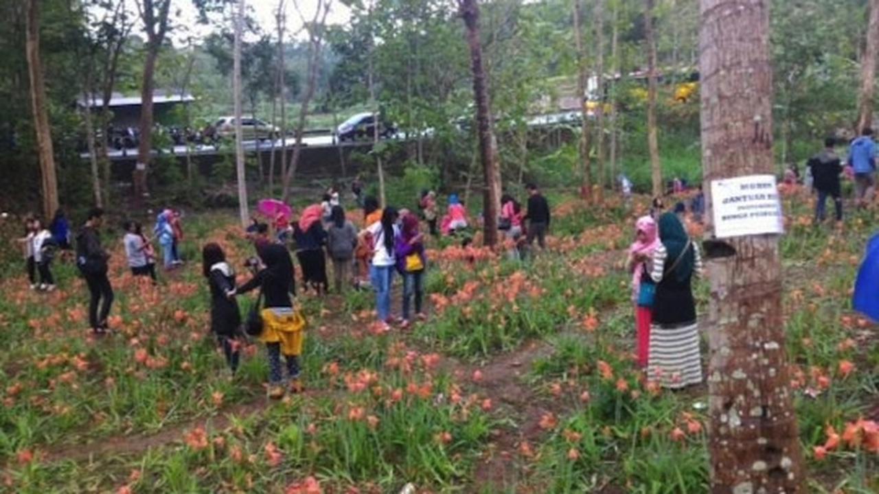 Ini kebun bunga Amarilis di Yogyakarta yang membuat heboh netizen