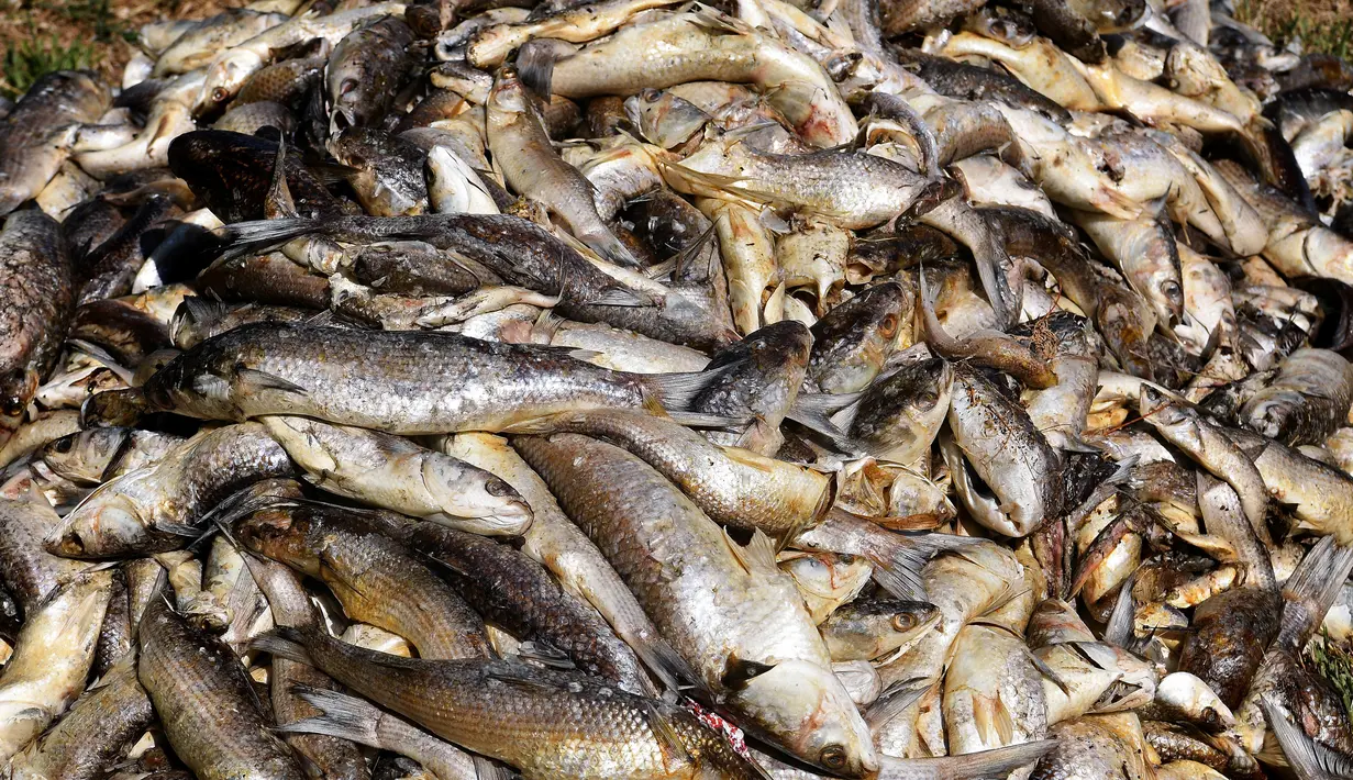 Ribuan ikan yang mati menumpuk di salah satu sudut Laguna Etang de Berre, dekat Marseille, Prancis (1/7/2019). Gelombang panas selama sepekan di laguna menyebabkan penurunan kadar oksigen yang mengakibatkan kematian beberapa ton ikan. (AFP Photo/Boris Horvat)