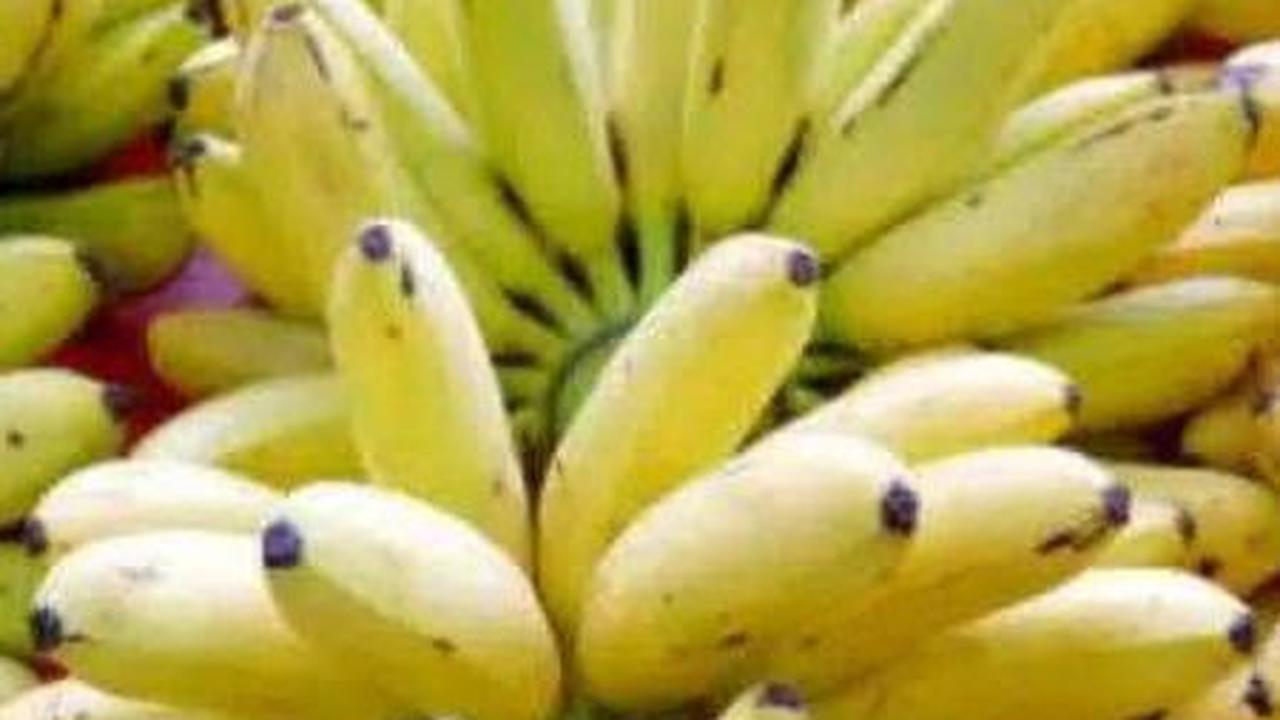 7. Pisang Muli