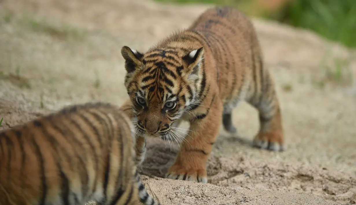 Salah satu dari tiga anak harimau Sumatra terlihat untuk pertama kalinya dilepas ke kandang terbuka di Kebun Binatang Toranga, Sydney, Jumat (29/3/2019). Tiga ekor anak harimau sumatera yang lahir dari indukan bernama Kartika itu untuk pertama kalinya muncul ke publik Australia. (PETER PARKS / AFP)
