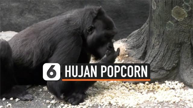 Kebun Binatang Brookfield di pinggiran kota Chicago, Amerika Serikat, menghujani kandang gorila peliharaannya dengan berondong jagung dalam perayaan Hari Popcorn Nasional tanggal 20 Januari.