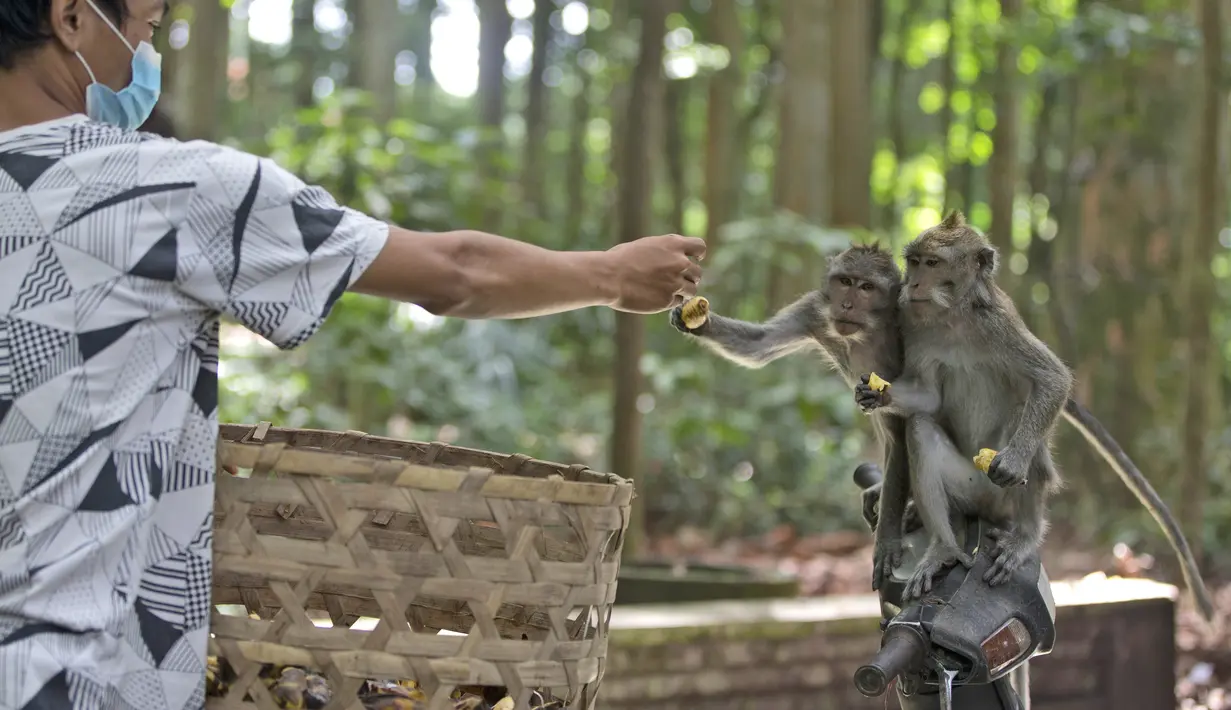 Manajer Operasional Objek Wisata Sangeh Monkey Forest, Made Mohon memberi makan kera dengan kacang sumbangan di Sangeh, Bali, pada 1 September 2021. Sepinya turis di Bali selama pandemi membuat kawanan monyet di Sangeh Monkey Forest kelaparan dan mulai mendatangi pemukiman. (AP/Firdia Lisnawati)