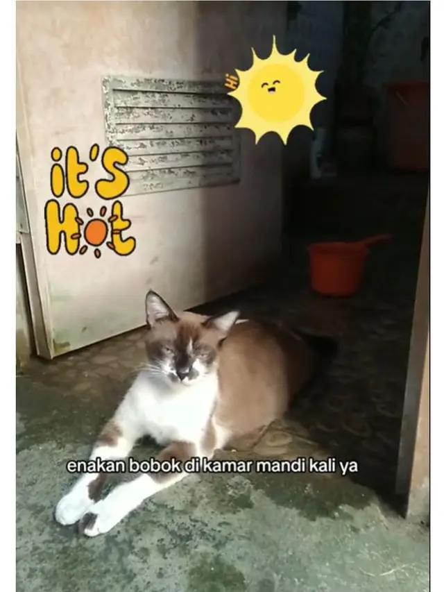 6 Potret Kucing Ngadem di Toilet Akibat Cuaca Panas, Santai Rebahan