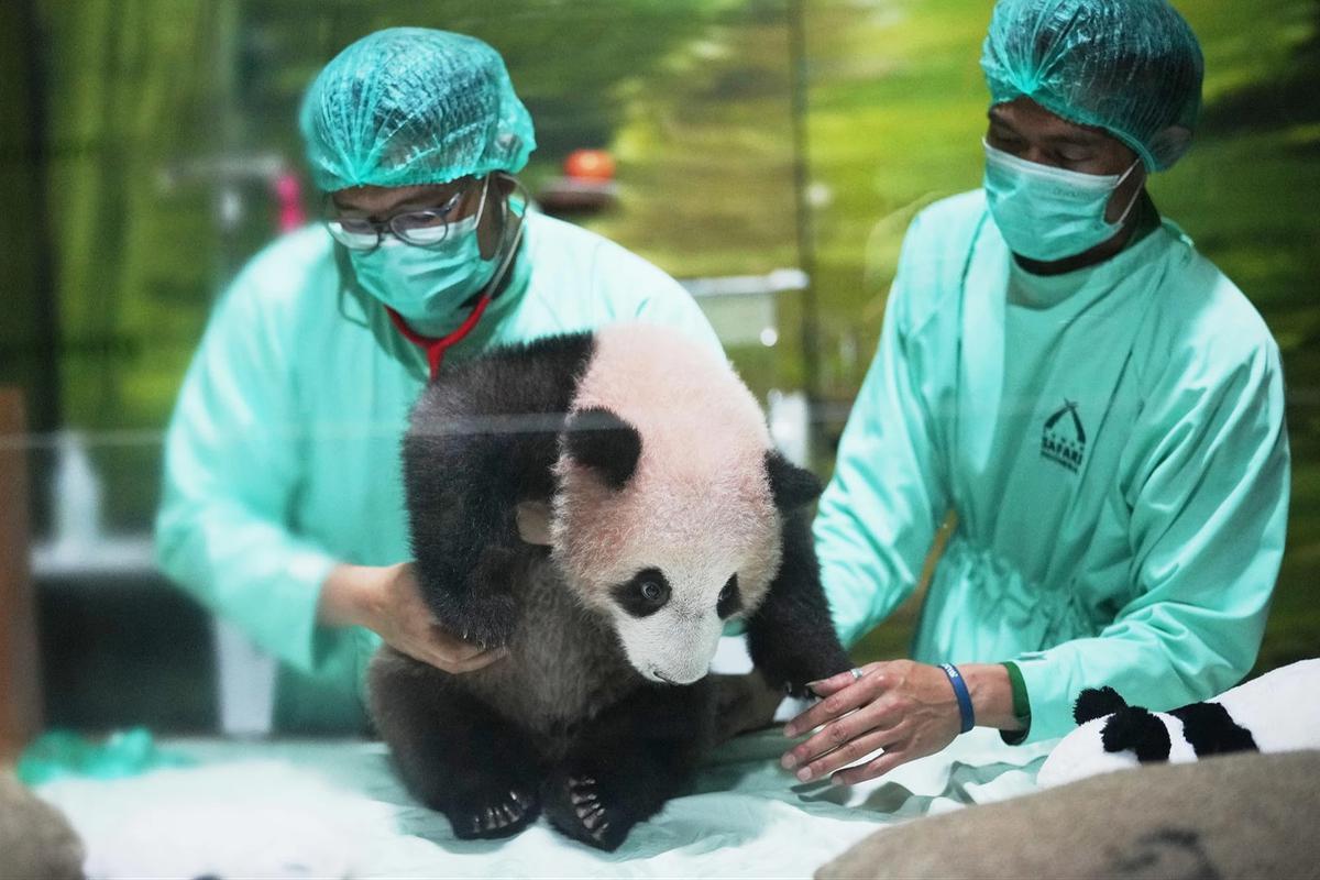 FOTO: Bayi Panda Rio Tumbuh Aktif  Menjelang Diperkenalkan ke Publik