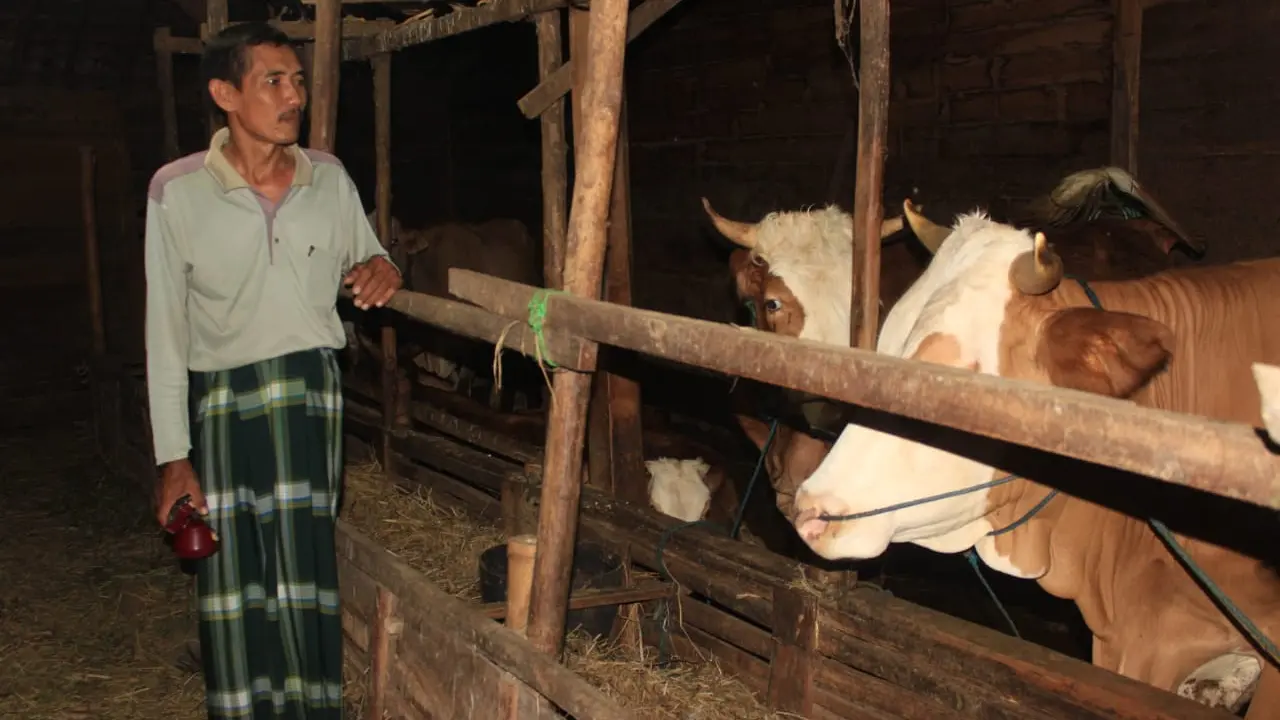 Resmihar ketika menunjukkan sapi-sapi miliknya. Kotoran dari ternaknya inilah yang dimanfaatkan untuk biogas. (Liputan6.com/Ahmad Adirin)