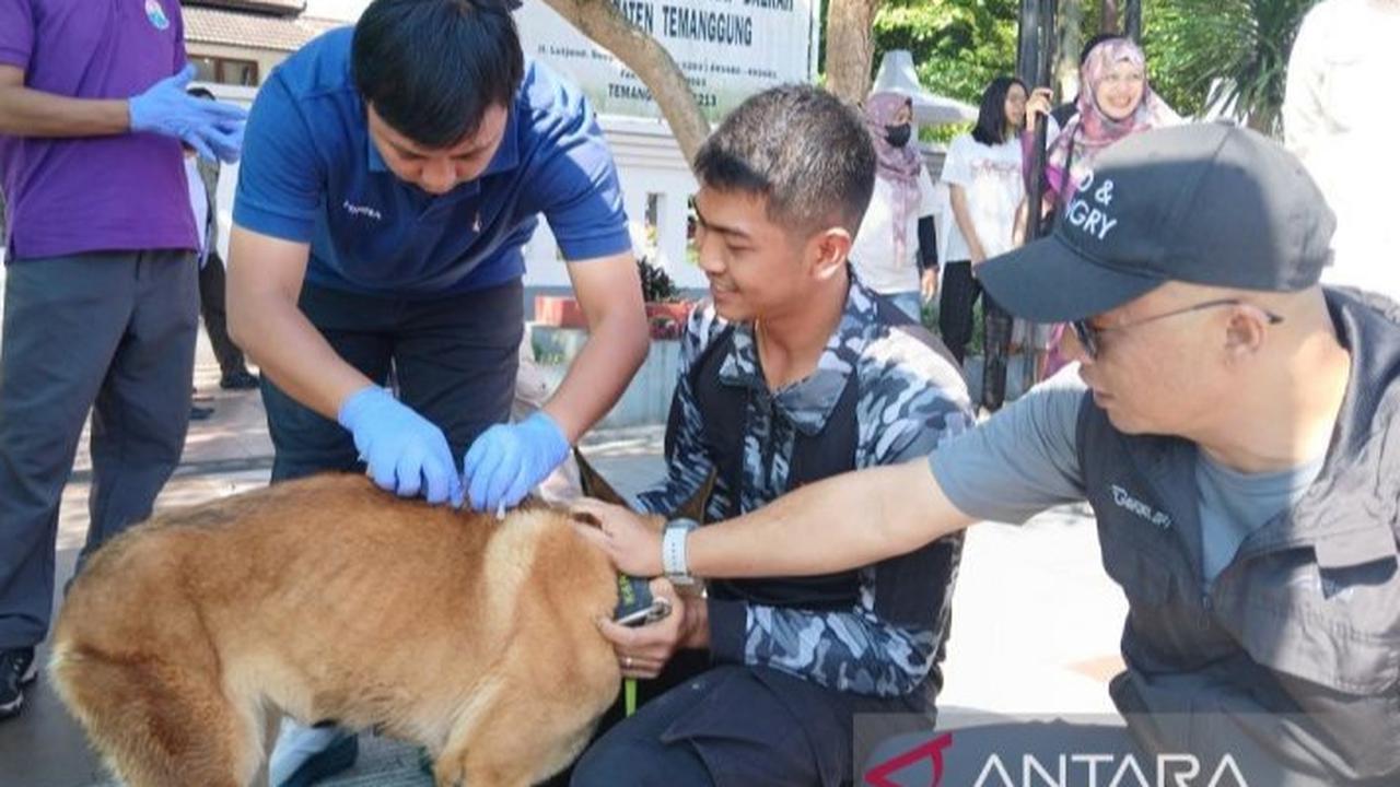 Waspada di Batukaru, Anjing Penggigit Pendaki Dinyatakan Positif Rabies