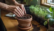 Cara Membuat Pupuk dari Ampas Kopi, Panduan Lengkap agar Tanaman Tumbuh Subur