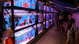 Seorang pria melihat ikan yang diletakkan dalam akuarium untuk dijual di pasar ikan Mong Kok, distrik Kowloon di Hong Kong pada 10 November 2018. Bisnis ikan hias di Hong Kong berkembang pesat selama 40 tahun terakhir. (VIVEK PRAKASH/AFP)
