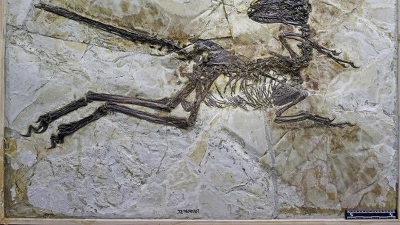 Ini wujud Zhenyuanlong, dinosaurus bersayap yang ditemukan di China