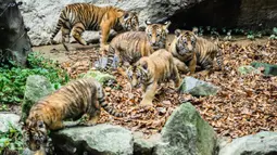 Lima anak harimau Siberia spesies langka Kelas 1 yang dilindungi Areum, Daun, Oori, Nara, dan Gangsan terlihat di kebun binatang taman hiburan Everland, Yongin, Provinsi Gyeonggi-do, Korea Selatan, 30 September 2021. Arti nama kelimanya 'Pemandangan indah negara kita'. (ANTHONY WALLACE/AFP)