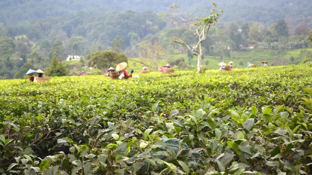 Perkebunan Teh Gambung (foto: wismagambung.org)