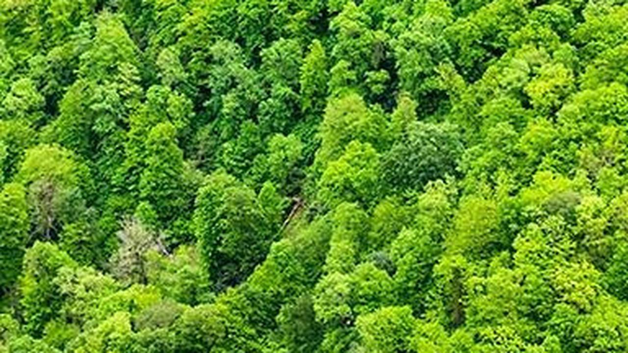 Teknologi penginderaan jarak jauh yang baru digunakan beberapa tahun belakangan oleh arkeolog sangat merevolusi berbagai penemuan, terutama di kawasan yang tertutup oleh hutan rimba yang sulit dijelajahi dengan kaki, seperti di kawasan Amerika Tengah, lat