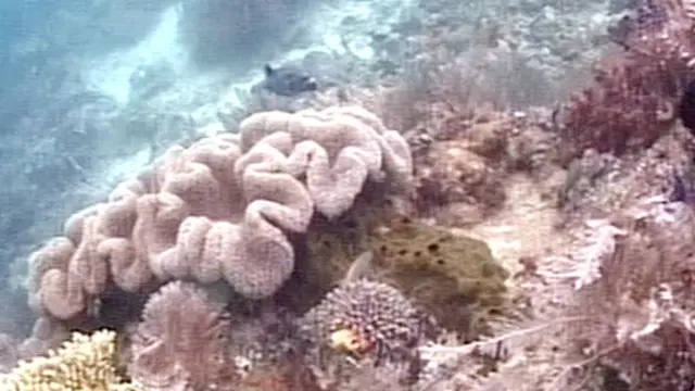 Indahnya Menjelajah 'Pulau Surga' Raja Ampat