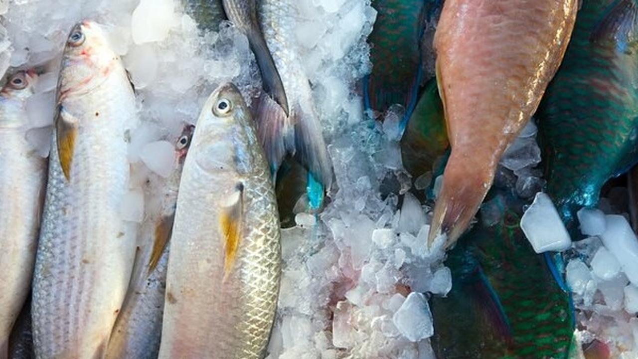 Ilustrasi Ikan Beku