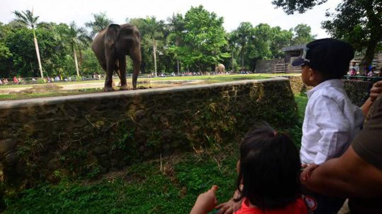 KTP DKI, Gratis masuk Ragunan 