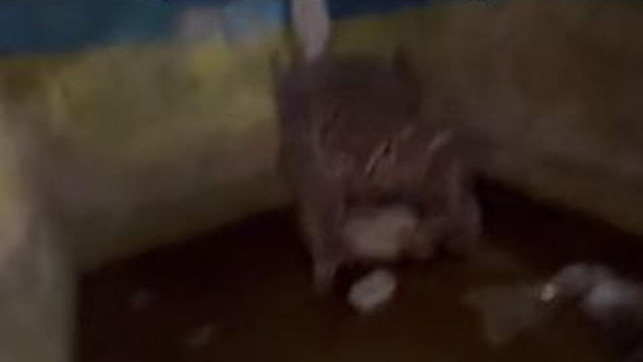 Sehingga tersisa dua buah kursi saja di dalam rumah. Satu kursi pun digunakannya untuk beristirahat.