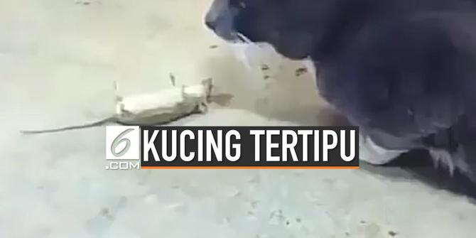 VIDEO: Kocak, Tikus Pura-Pura Mati Agar Tak Dimangsa Kucing