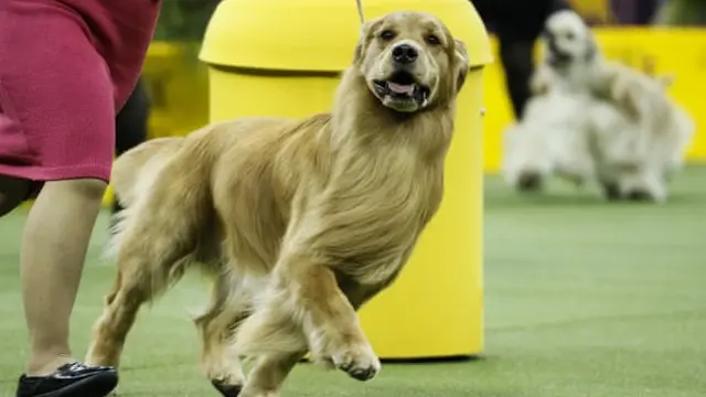 Daniel si golden retriever