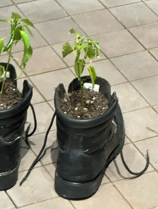 Ia juga membagikan foto tanaman cabe yang dipelihara di dalam sepatu boots. Tentunya, hal ini bikin ARMY ngakak dan geleng-geleng kepala. (Instagram/ thv)