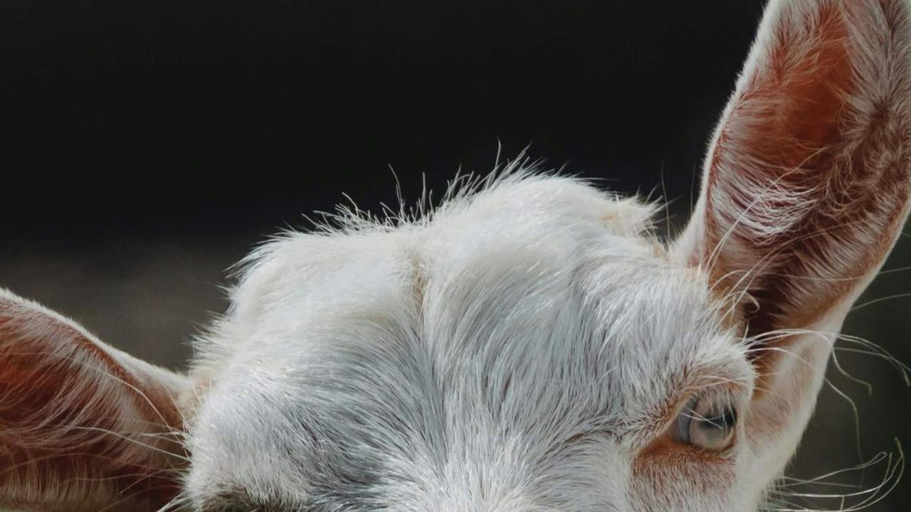 Kambing merupakan hewan mamalia yang masuk ke dalam golongan herbivora. Masyarakat kita mungkin sudah sering melihat keberadaan hewan ini, terlebih daging kambing juga merupakan jenis daging yang umum dikonsumsi untuk makanan sehari-hari.