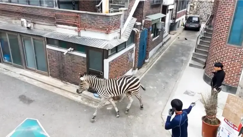 Zebra yang melarikan diri berlari di gang belakang di Seoul pada 23 Maret 2023. (Stasiun Pemadam Kebakaran Gwangjin)