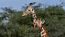 Jerapah reticulated mencari makan di Konservasi Loisaba, Laikipia, Kenya, 5 Agustus 2019. Pemerintah Kenya akan melakukan berbagai hal untuk mencegah turunnya populasi jerapah. (TONY KARUMBA/AFP)