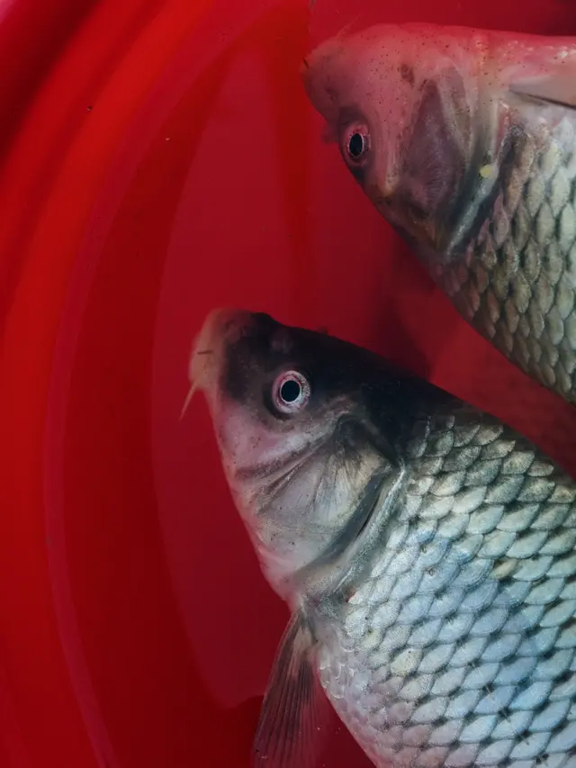 Ilustrasi mimpi, ikan mas