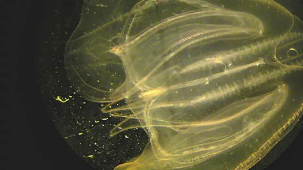 Ubur-ubur Mnemiopsis leidyi kembali ke 'masa muda' untuk menghadapi kerasnya kehidupan. (J. Javidpour, IFM-GEOMAR/DW)