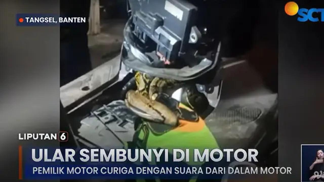 Motor di Pamulang Jadi Sarang Ular Sanca, Pemilik Kaget Ada Suara Aneh