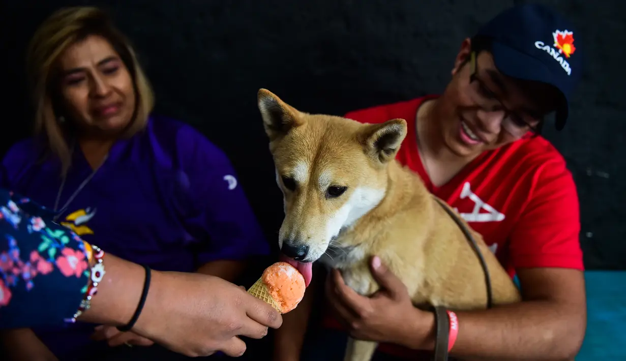 Pemilik sedang mengamati anjingnya yang diberikan es krim di sebuah kedai es krim khusus anjing di Mexico City, ibu kota Meksiko, Minggu (9/4). Es krim di toko ini telah didesain khusus menjadi makanan anjing. (RONALDO SCHEMIDT/AFP)