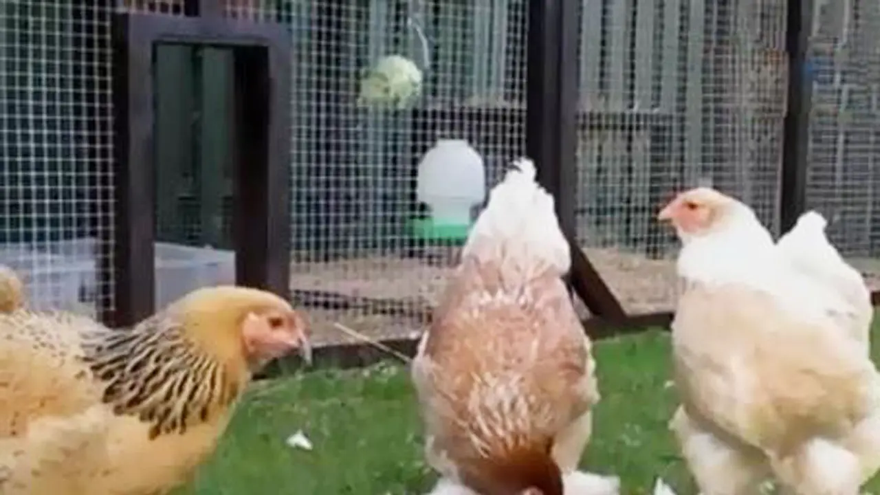 Ayam Raksasa Viral di Medsos