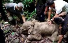 Misteri Kematian Anak Gajah di Taman Nasional Tesso Nilo Akibat Virus EEHV, Belum Ada Vaksin Mencegah