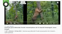 Kumpulan Hoaks Seputar Harimau yang Bikin Heboh Media Sosial, Simak Daftarnya