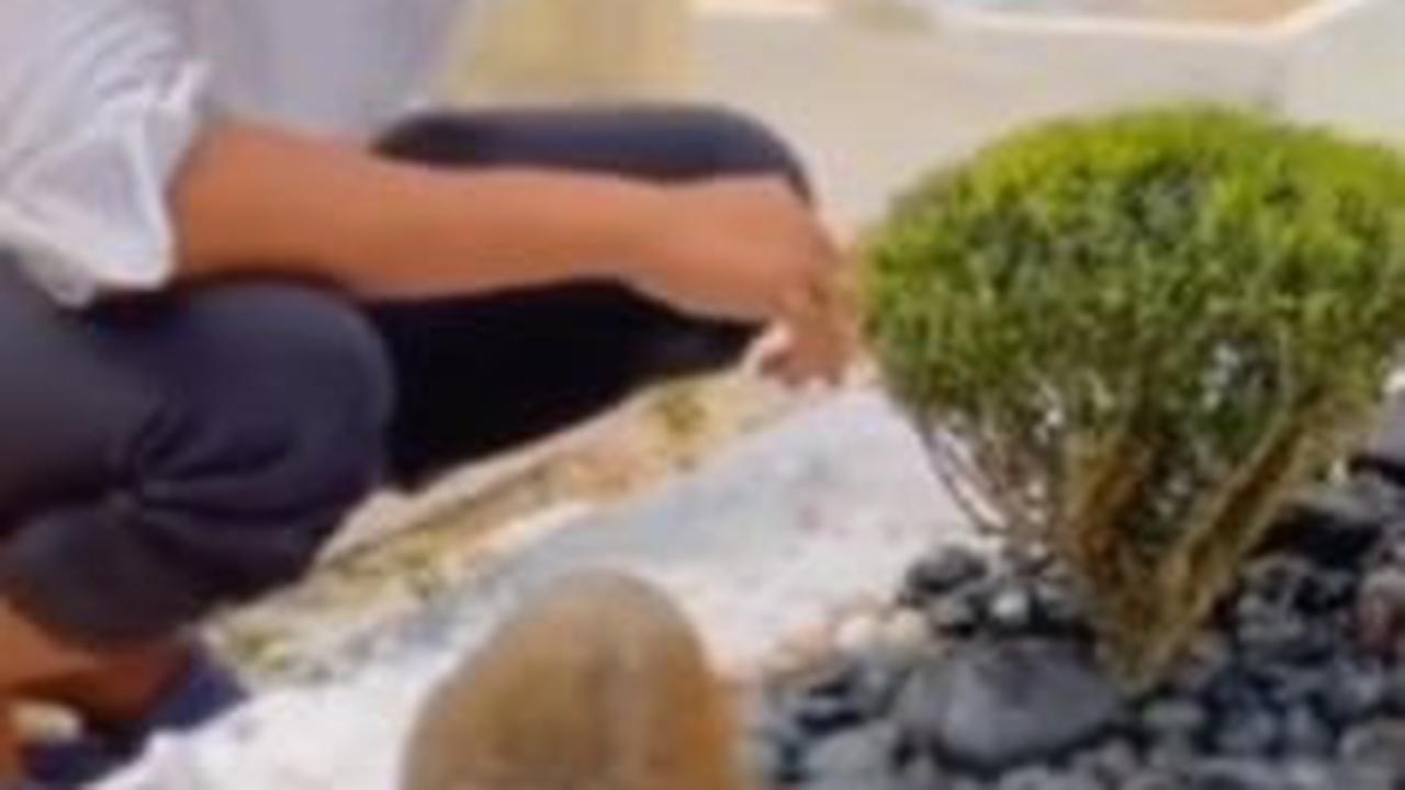 Bukti Cinta Sejati, Pria Tanami Makam Istrinya Pohon Kecil & Sirami Air, Netizen 'Sudah Meninggal Saja Sayangnya Kayak Gini