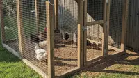 10 Model Kandang Ayam Ramah Lingkungan dari Bahan Daur Ulang, Solusi Hemat dan Berkelanjutan
