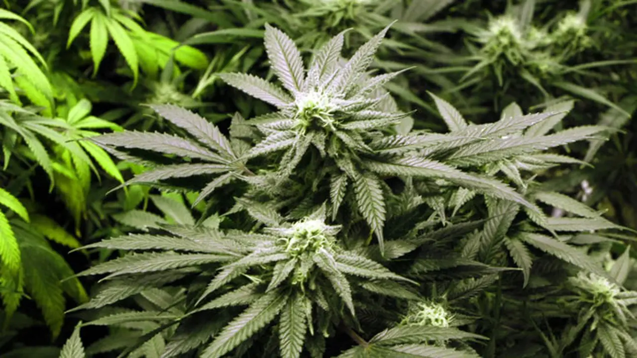 ganja-140212-a.jpg