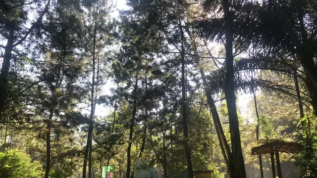 Paket Kemping Sambil Healing Selama Ramadhan di Taman Wisata Alam Capolaga