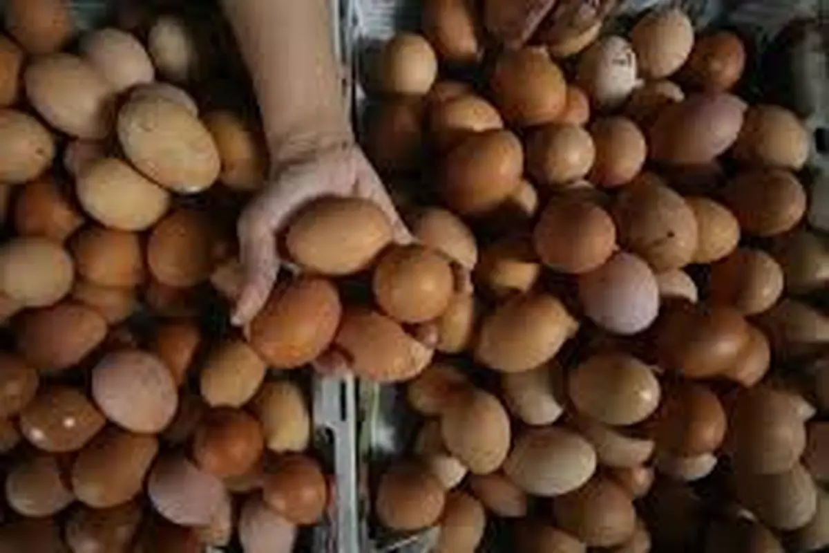 Ilustrasi harga telur naik di Banyuwangi (Istimewa)