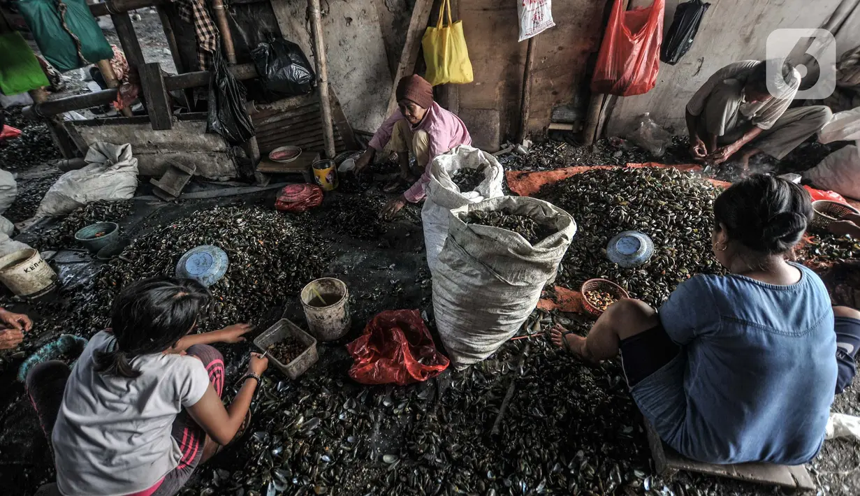 Aktivitas pekerja saat mengupas kerang hijau di Kalibaru, Cilincing, Jakarta Utara, Minggu (13/6/2021). Tiap rumah pengolahan kerang (mandor), terdapat 5 hingga 20 pengupas. (merdeka.com/Iqbal S. Nugroho)