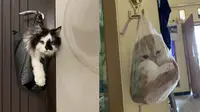 6 Potret Kucing Dicantelin Gagang Pintu di Dalam Kantong Kresek Ini Kocak, Pasrah Banget (IG/shouldhavecat)