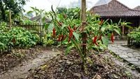 7 Cara Merawat Tanaman Cabai di Musim Hujan agar Tidak Busuk Batang