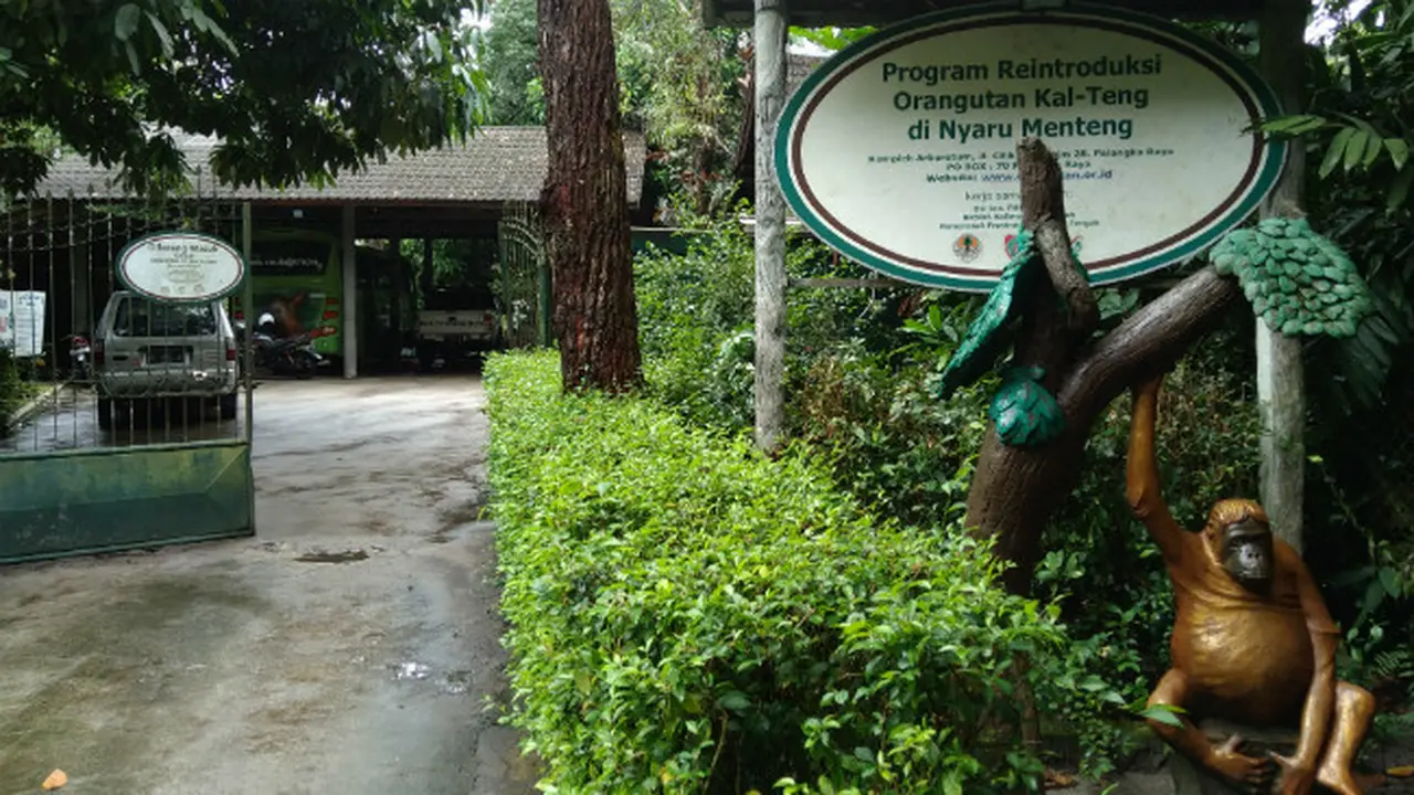Orang Utan di Palangka Raya