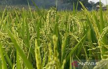 Tahukah Anda? Harga Pupuk Bersubsidi Turun 20 Persen, Petani Majalengka Hemat Biaya Tanam