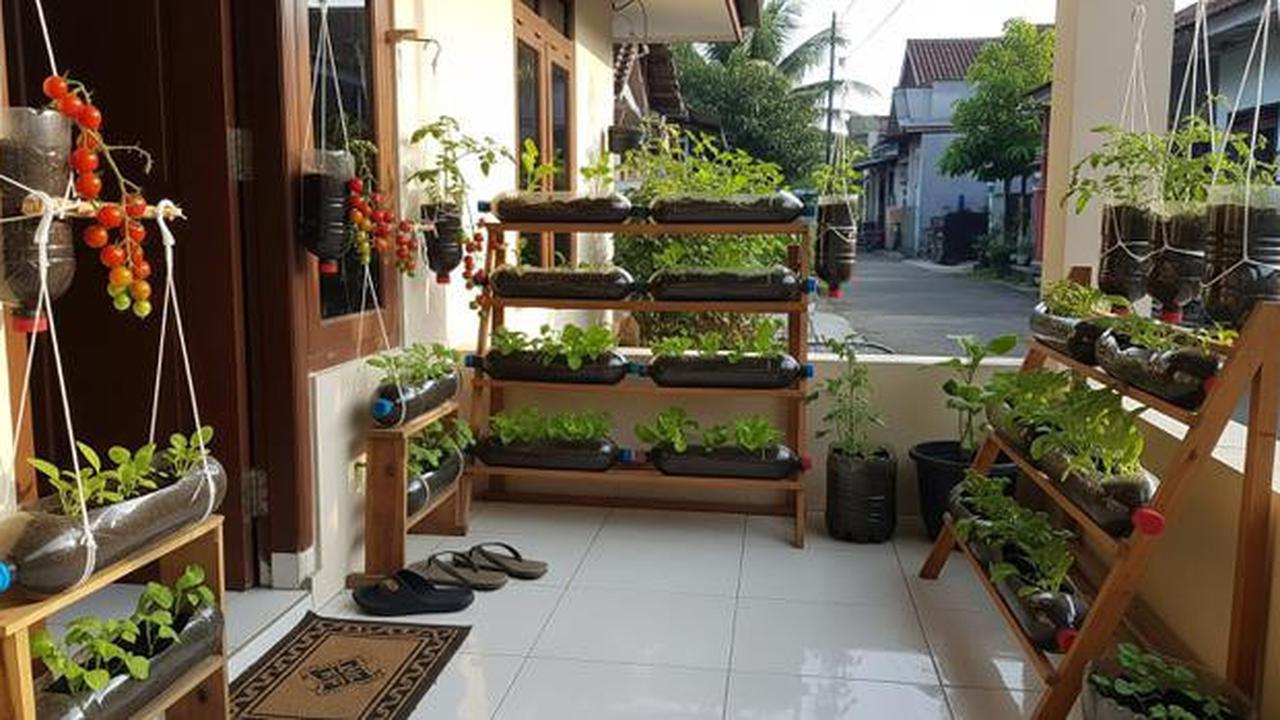 10 Jenis Sayuran yang Bisa Ditanam di Botol Plastik Bekas, Cocok Jadi Hiasan Teras