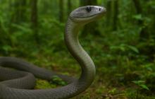 Fakta Mengejutkan Black Mamba, Antara Mitos Menakutkan dan Realitas Ilmiah