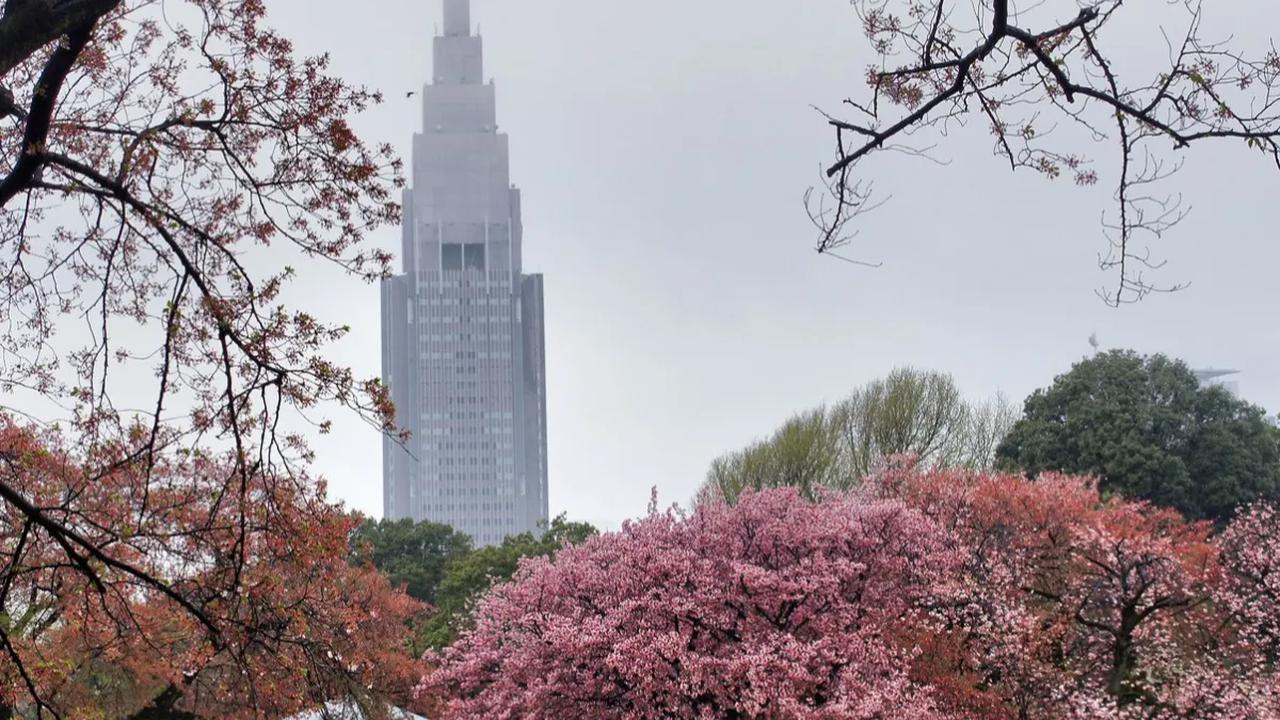 4. Shidare atau sakura juntai mekar sejak akhir Maret.