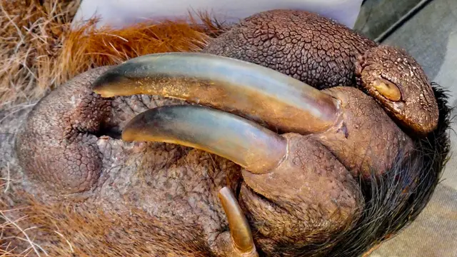Anteater